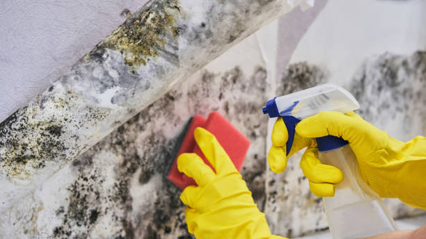 Best Mold Damage Restoration  in Urania, LA